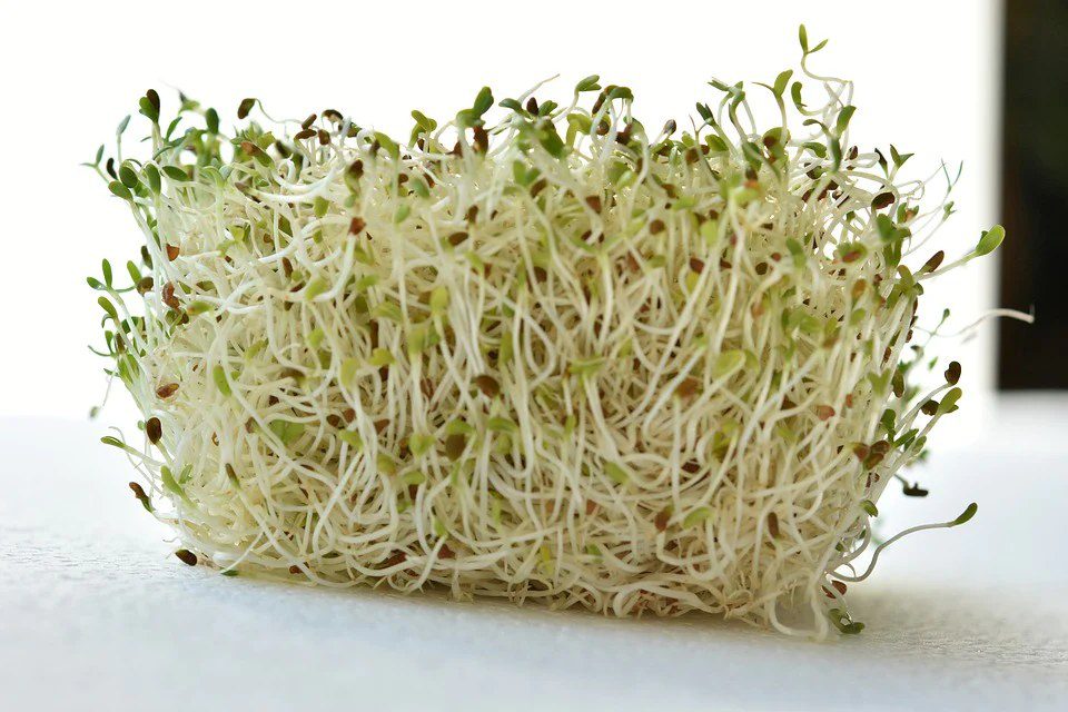 All About Feeding Horses Alfalfa Cover Image