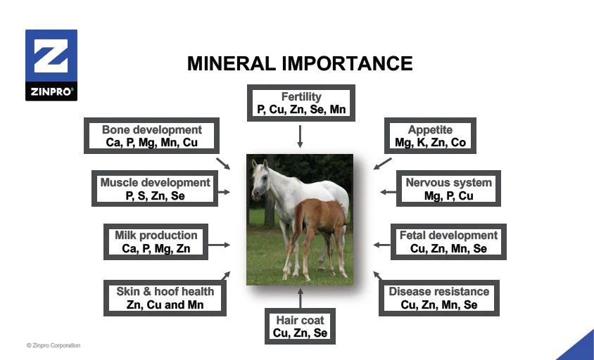 A Chart Showing The Mineral Importance For Horses