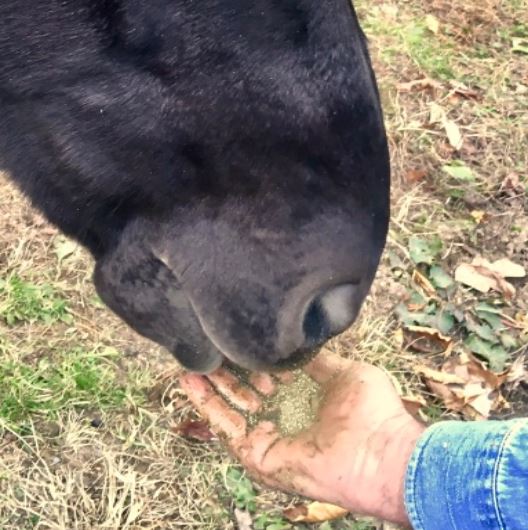Black Horse Eating Food From The Hands Of A Man