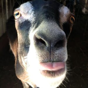 Picture Of The Cute Little Baby Goat