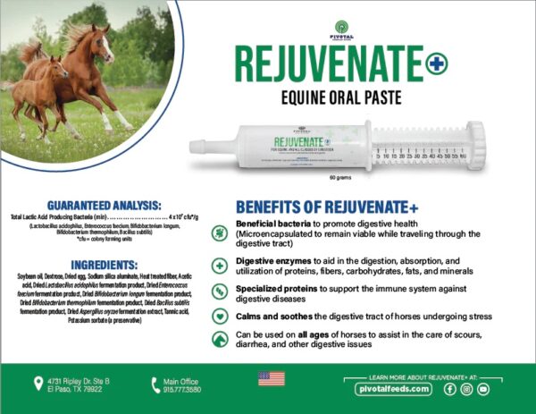 Rejuvenate Equine Oral Paste