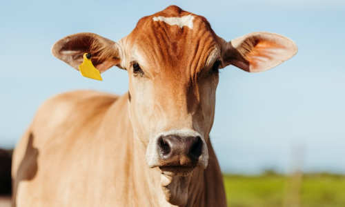 tb-cow