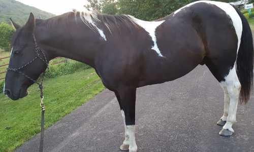 tb-horse