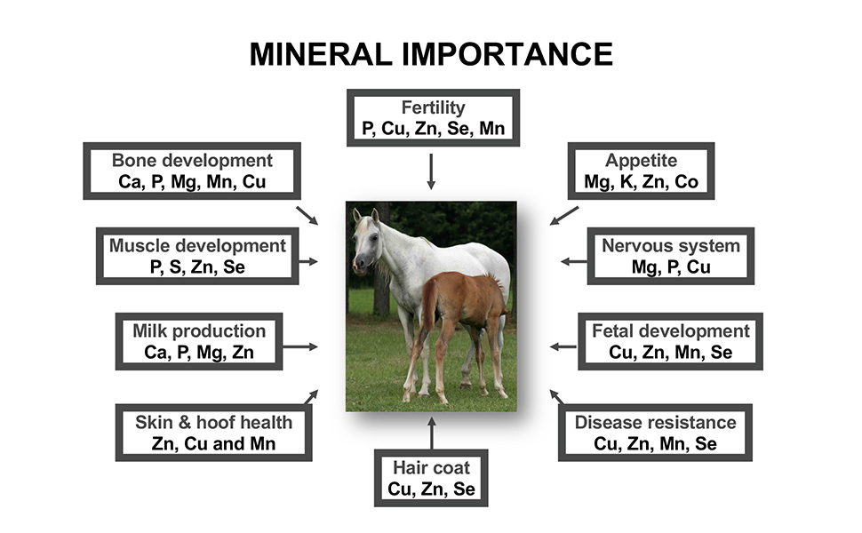 Equine Mineral Importance