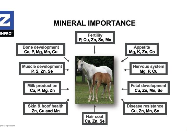 A Chart Showing The Mineral Importance For Horses