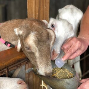 Man Feeding Cute Little Baby Goats