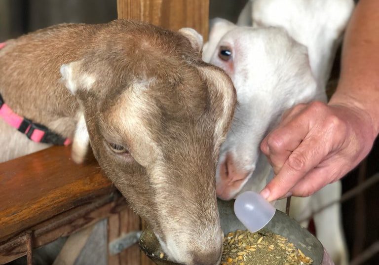 Ru-Min_Pro_Top_Dress_2019_1024x1024 Man Feeding Cute Little Baby Goats
